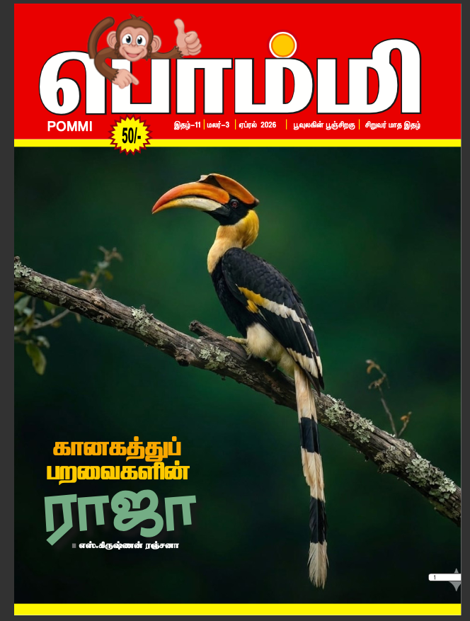 Pommi - April - 2026